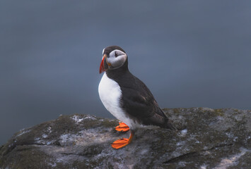 Atlantic puffin on the island of Runde in the Norway