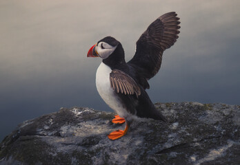 Atlantic puffin on the island of Runde in the Norway