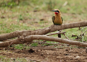 White-fronted bee-eater