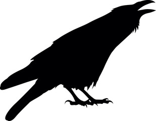 illustration of crow