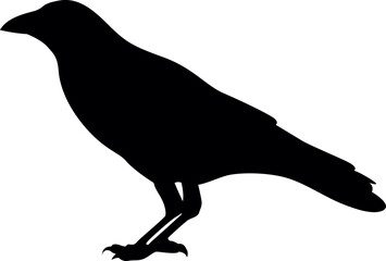 illustration of crow