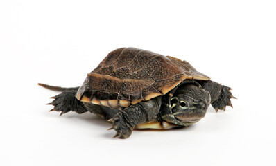 Chinesische Dreikielschildkröte // Chinese pond turtle  (Mauremys reevesii)