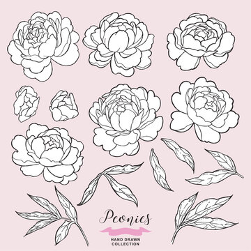 Peony flowers set. Hand drawn peony in lineart tattoo style. Vector illustration.