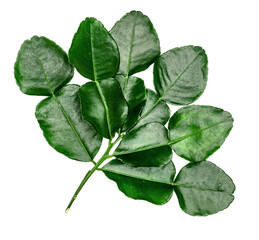 Green leaves pattern,leaf kaffir lime isolated