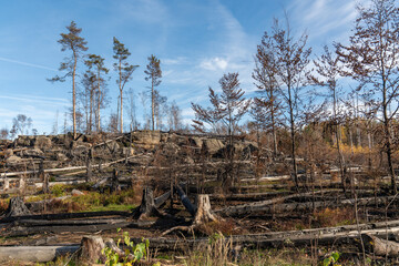 Fototapeta na wymiar Burnt forest. Nature after the fire. Saxon Switzerland National Park, Germany. Famous tourist place.