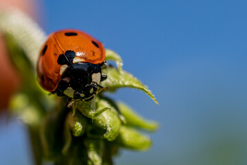 Ladybug