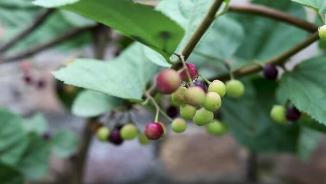 Grewia asiatica yeelow unripe fruit