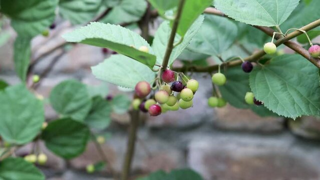 Grewia asiatica fruit in the bush