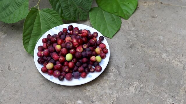 Grewia asiatica fruits commonly known as Phalsa or Falsa fruit full with vitamins and nutritions.