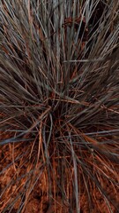 close up of a blue grass