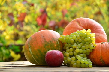 Harvest of fresh organic orange pumpkins in front of trees with yellow and red leaves in garden on sunny autumn day. Happy Thanksgiving holiday concept or Halloween. Garden seasonal works