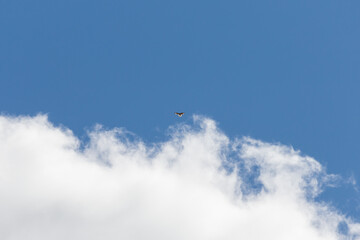 Bird above the clouds
