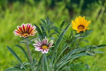 Multicolored gazania flowers.
