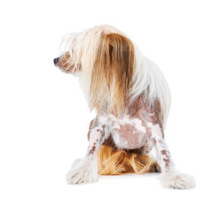 Chinese Crested dog, studio and pet isolated by white background for care, health and wellness. Canine animal, puppy and profile with natural fur coat with rescue for safety, pedigree and adoption