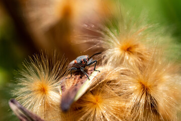 a close-up macro image of a tiny milkweed bug crawling over a plant. 