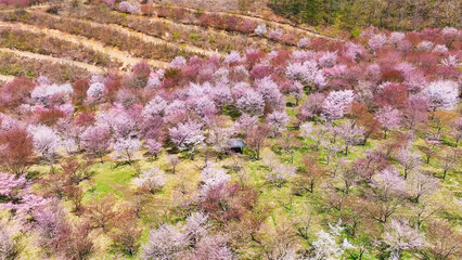 桜の咲く庭園の絶景　空撮