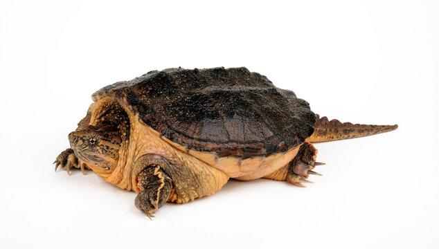 Common snapping turtle // Schnappschildkr&ouml;te (Chelydra serpentina)