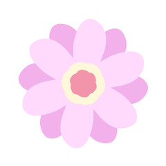 Fototapeta premium Pink chrisanthemum cartoon 