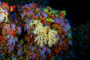 Vaadhoo caves and reef near Male