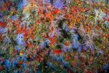 Vaadhoo caves and reef near Male