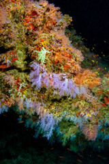 Vaadhoo caves and reef near Male