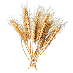 Wheat ears isolated on white png transparent  background
