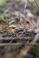 small mushrooms growing in the forest