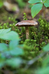 small mushrooms growing in the forest
