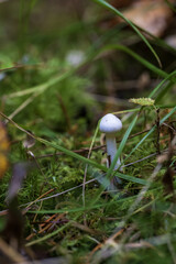 small mushrooms growing in the forest