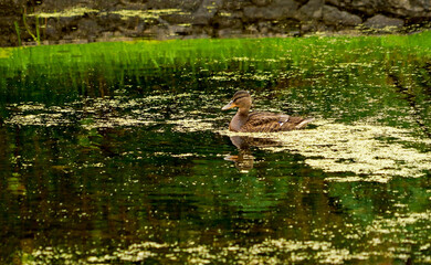 Duck swimming in the lake. Duck swim in the lake among the greenery. Duck Enjoy a Sunny Day While Swimming