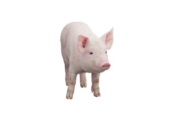 Little pig isolated on transparent background. 3D rendering. © snesivan
