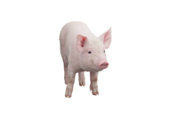Little pig isolated on transparent background. 3D rendering.
