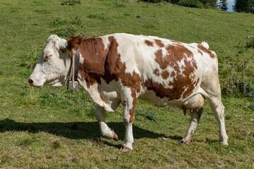 Fototapeta na wymiar Grazing cows Val Venosta, South Tyrol Italy
