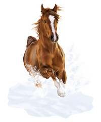Horse isolated on the transparent background PNG