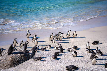 Boulders Beach Penguin colony in Cape Town, South Africa - obrazy, fototapety, plakaty