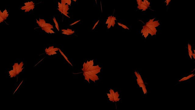 autumn maple leaves fall on a black background