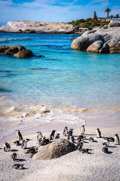 Boulders Beach Penguin colony in Cape Town, South Africa