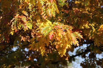 Autumn leaves in the forest