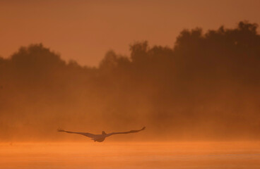 Wild life birds photography a majestic avian soaring above a serene aquatic landscape in Danube Delta, Romania