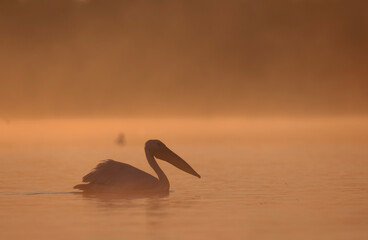 Fototapeta premium Wild life birds photography a majestic waterfowl gliding gracefully across a serene lake in Danube Delta, Romania