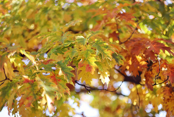 Autumn leaves in the forest