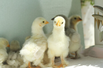 baby chicken on a green background