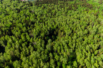 Aerial photo of dense mixed green forest