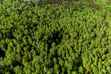 Tuinposter Aerial photo of dense mixed green forest © PhotoChur