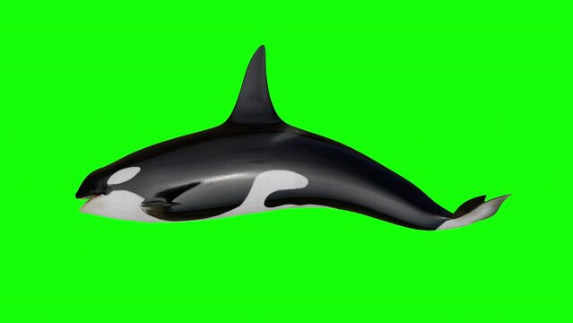 a swimming orca.  an orca side view on a green background. 3d animation of an orca