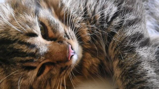 portrait of a gray tabby cat. A furry brown kitten lay flat on the marble floor.	