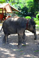 A beautiful Asian Elephant in Phuket Thailand at an Elephant retirement sanctuary 3.3.22 This was on a hot sunny day when Thailand just opened their borders again due to the covid 19 pandemic. 