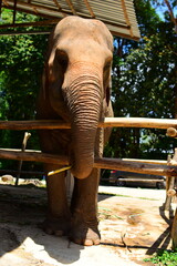 A beautiful Asian Elephant in Phuket Thailand at an Elephant retirement sanctuary 3.3.22 This was on a hot sunny day when Thailand just opened their borders again due to the covid 19 pandemic. 