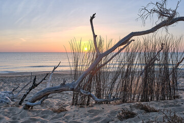 The sun rises between the dry branches of the beach