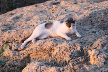 Cats sunbathing on top of the breakwater rocks in the sea